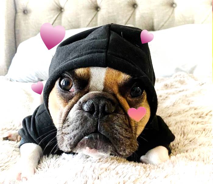 5 REASONS TO GET A DOG HOODIE - DoggyHoods