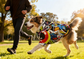 dog_hoodie - DoggyHoods