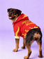dog_hoodie - DoggyHoods
