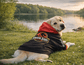 dog_hoodie - DoggyHoods