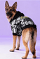 dog_hoodie - DoggyHoods