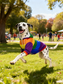 dog_hoodie - DoggyHoods