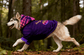 dog_hoodie - DoggyHoods