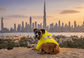 dog_hoodie - DoggyHoods