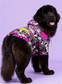 dog_hoodie - DoggyHoods