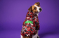 dog_hoodie - DoggyHoods