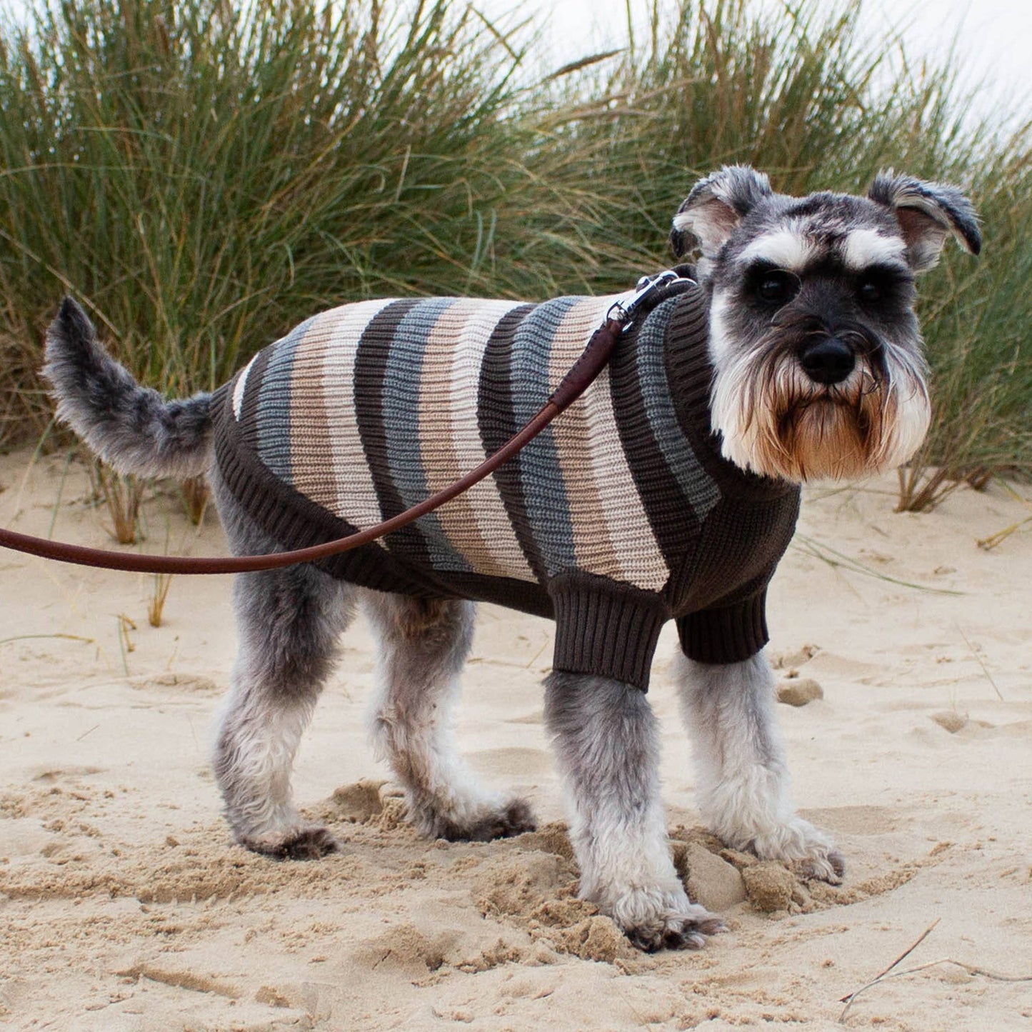 #dog_hoodie# - DoggyHoods