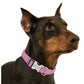 Dog Collar with Nameplate to customize - DoggyHoods