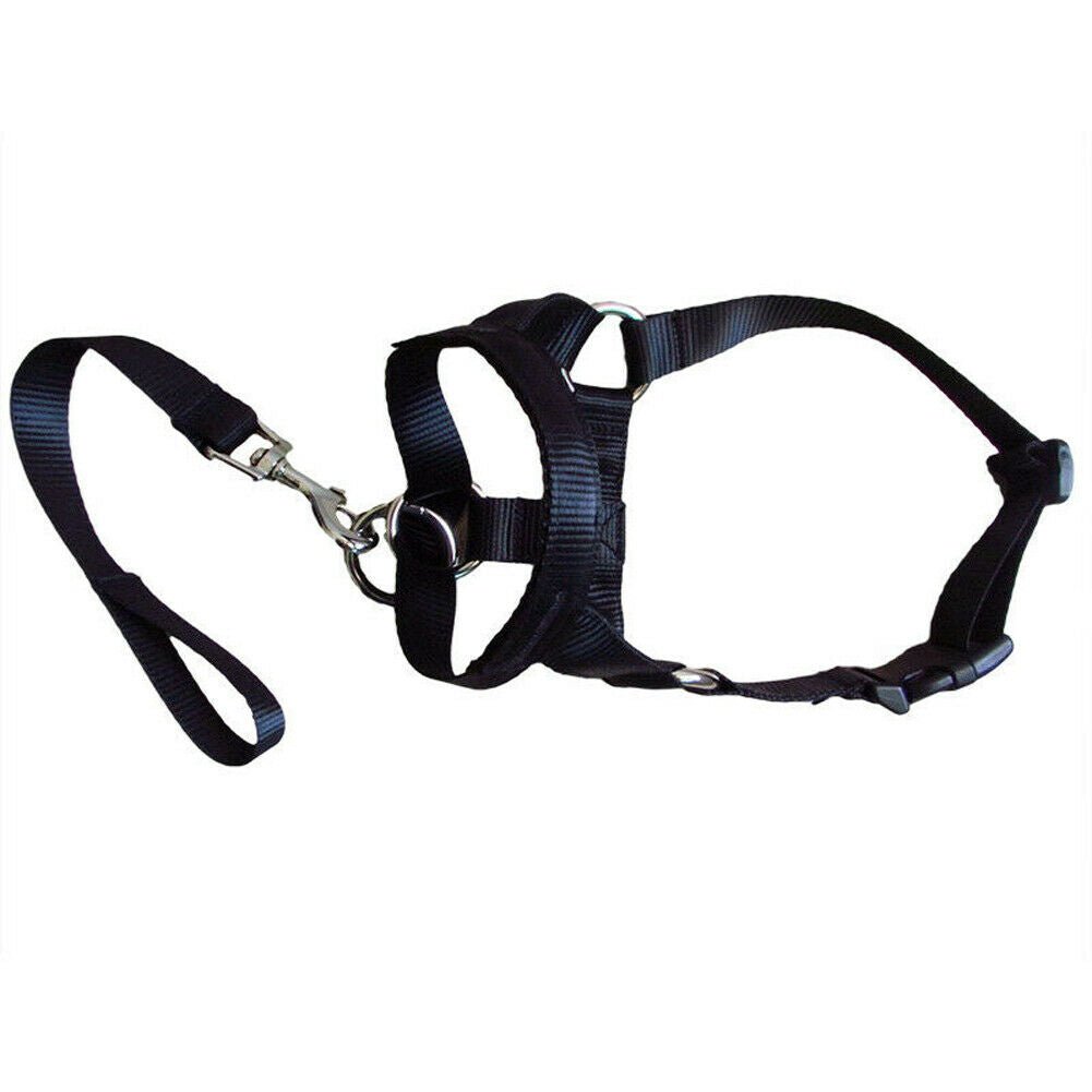 Dog rectification rushing leash - DoggyHoods