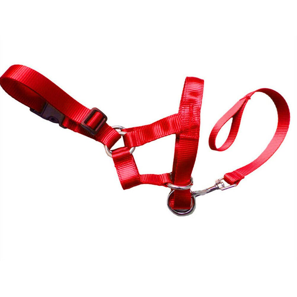 Dog rectification rushing leash - DoggyHoods