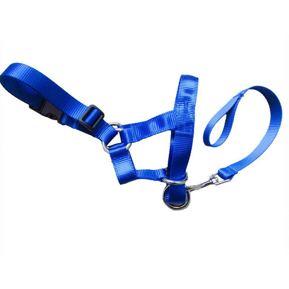 Dog rectification rushing leash - DoggyHoods