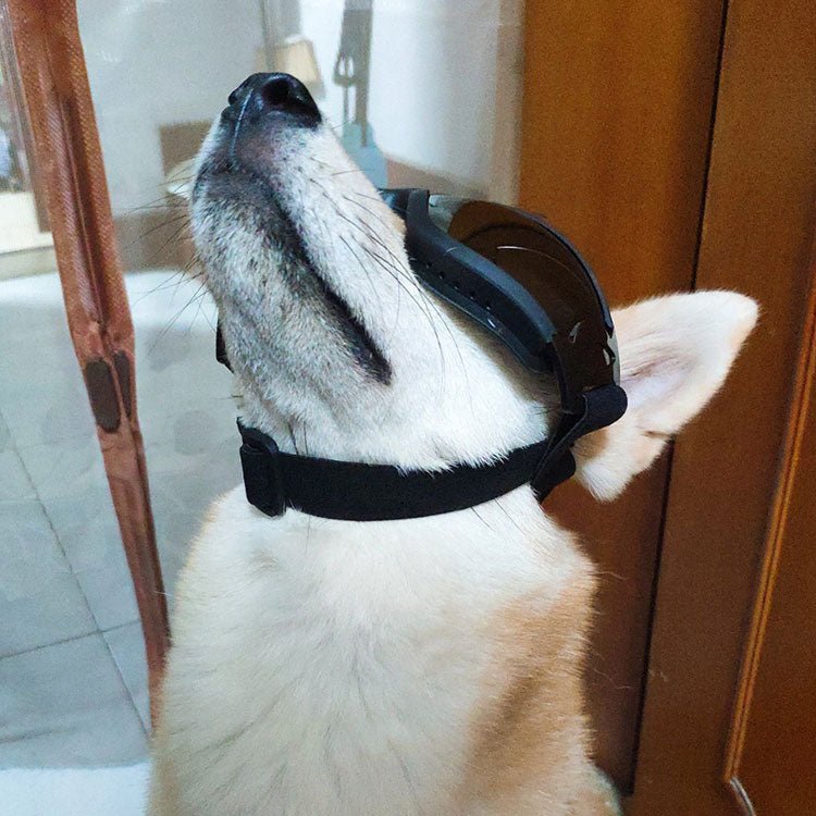 Dog Sunglasses - DoggyHoods