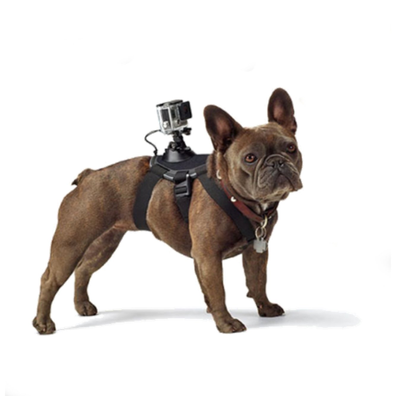 GoPro Hero Dog Strap Belt Harness - DoggyHoods