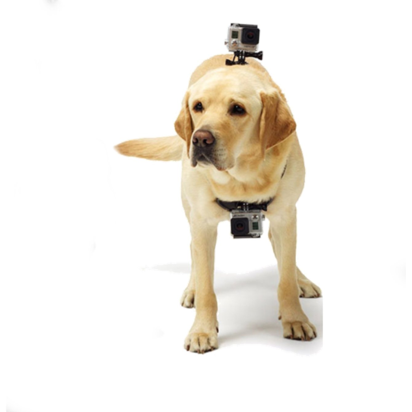 GoPro Hero Dog Strap Belt Harness - DoggyHoods