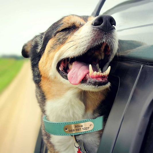 #dog_hoodie# - DoggyHoods