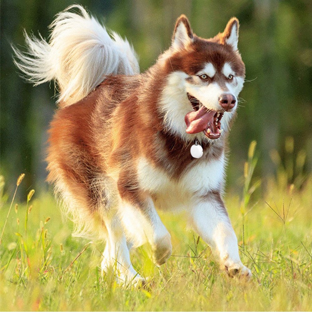 Pet mini GPS locator - DoggyHoods