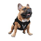 #dog_hoodie# - DoggyHoods